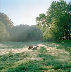 Elved Gaard, Odense, Danmark