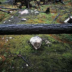 Tyresta National Park, Stockholm