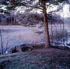 Drevviken, Stockholm