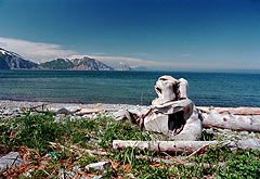 Little Bear Bay, Kamchatka